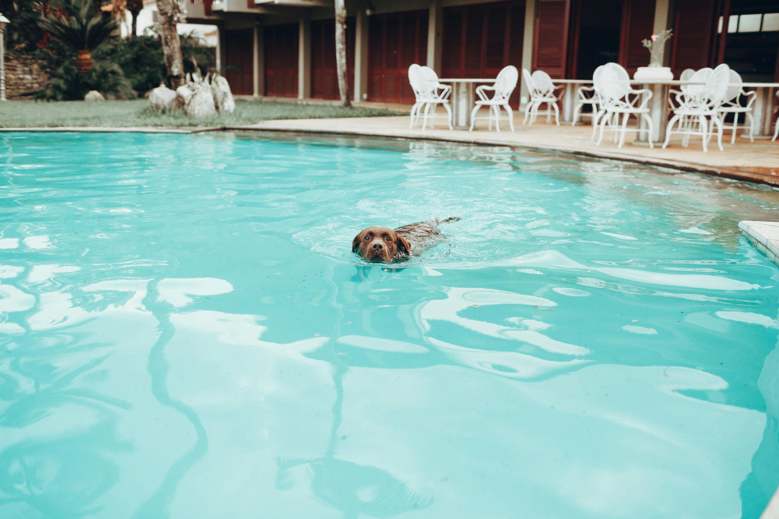 dog swimming in pool